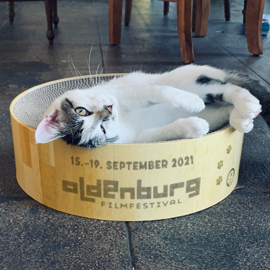 Festival-Katze liegt im Holzeimer